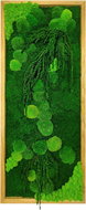 MossArtDeco Obraz 160 × 60 cm, kombinace mechu a amarantu, dubový rám  - Painting