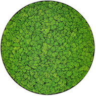 MossArtDeco Světle zelený nízký mechový obraz o průměru 50 cm, černý dřevěný rám  - Painting
