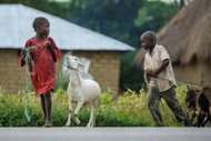 Herd of Goats for Children in Rwanda - Charity Project
