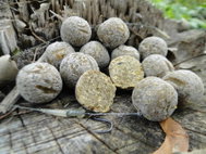 Mastodont Baits - Boilie Tropical Dream 300g - Boilies