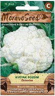 Late Cauliflower OCTAVIAN - Seeds