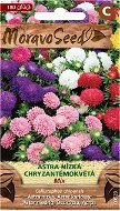Astra kínai alacsony krizantém virágok, keverék - Vetőmag