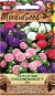 Astra kínai alacsony krizantém virágok, keverék - Vetőmag