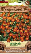 Marigold, Red-leaved, Red - Seeds