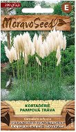 Semená Cortaderia – Pampová tráva, biela - Semena