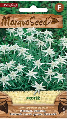 Edelweiss, White - Seeds - Main image