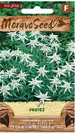 Edelweiss, White - Seeds