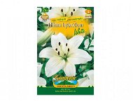 Lilies, Asian hybrids WHITE 2pcs - Bulbous Plants