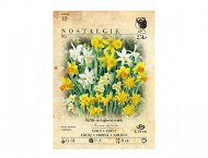 Daffodil 25pcs - Bulbous Plants