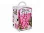 Hyacinth 1pc box - Bulbous Plants