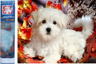 Norimpex White puppy 30 × 40 cm - Diamond Painting