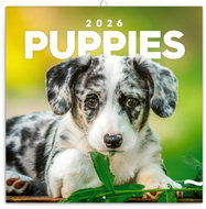 NOTIQUE Puppies 2026 notebook, 30 x 30 cm - Wall Calendar