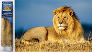 Norimpex Lion Majesty 30 × 40 cm - Diamond Painting