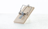 PAPÍRNA MOUDRÝ Wooden Mousetrap, 6pcs - Mouse Trap