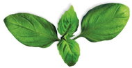 Plantui BASIL - Capsule