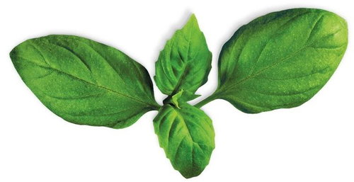 Plantui BASIL - Capsule - Main image