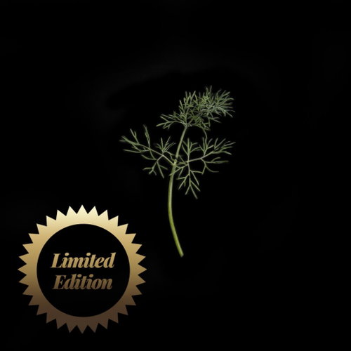Plantui Dill, 3 Capsules - Capsule - Main image