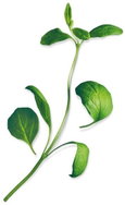 Plantui Marjoram - Capsule