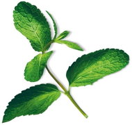 Plantui Mint - Capsule