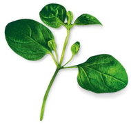 Plantui Oregano - Capsule