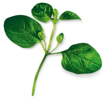 Plantui Oregano - Capsule - Main image
