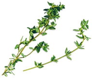 Plantui Thyme - Capsule