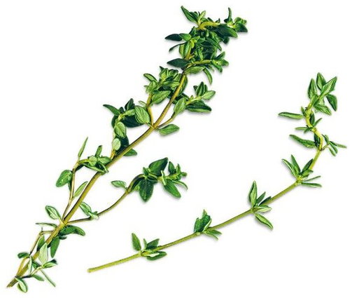 Plantui Thyme - Capsule - Main image