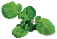 Plantui Medical Watercress (Watercress, White Cardamine), 3 Capsules - Capsule