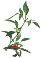 Plantui Chili Demon Red - Capsule