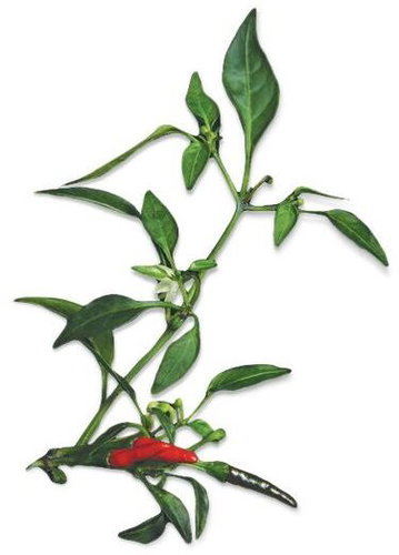 Plantui Chili Demon Red - Capsule - Main image