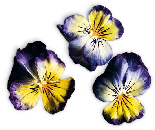 Plantui Viola Lemon Blueberry - Capsule - Main image
