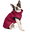 Bull breed, XL