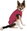 Jacket Vine - Bull breed, M
