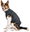 Panter - Greyhound, S