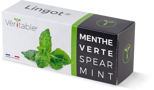 Véritable Lingot Mint - Seedling Planter - Main image