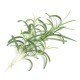 Véritable Lingot Rosemary - Seedling Planter