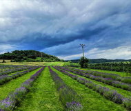 Výlet na Levandulový statek Bezděkov - Voucher: