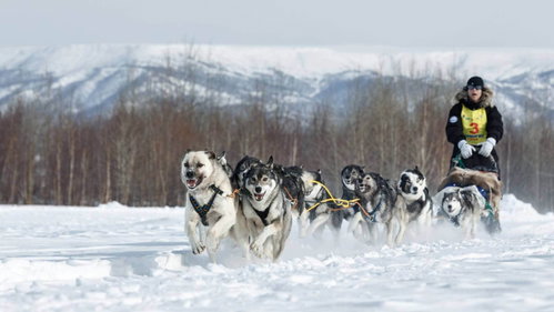 Mushing - vyjížďka se psím spřežením - Voucher: - Main image
