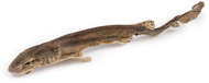 RAW RAW Sea Snacks Shark whole 1pc - Dog Treats