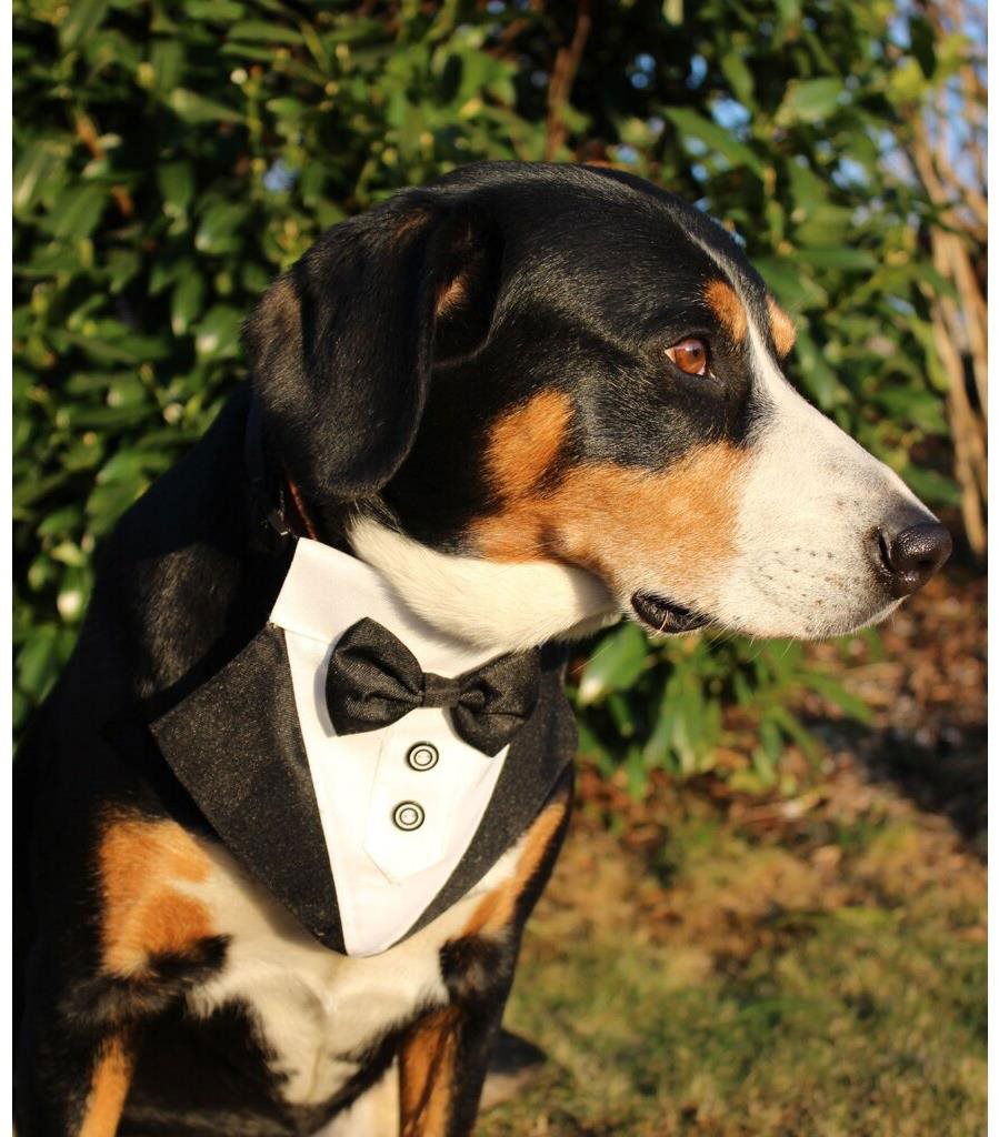 Formal dog bow deals tie