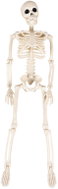 Ruhhy Human skeleton decoration for Halloween 40 cm - Decoration