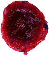 LK Baits CUC! Raisin, Wild Strawberry, 50g - Bait