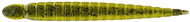 Keitech Custom Leech 3" 7,6cm 1,3g Watermelon PP 10pcs - Rubber Bait