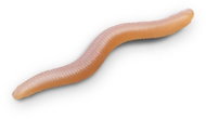 Delphin B! StinxWORM Shrimp 4 cm Skins 50 pcs - Rubber Bait