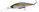 Rainbow Trout