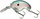 Gizzard Shad