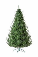 SIGA Vienna spruce 180cm - Christmas Tree