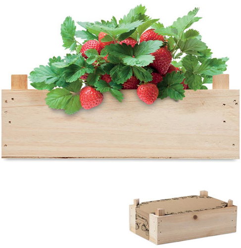 SORTLAND Sada na pěstování GrowCrate - jahody - Seeds - Main image