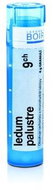 Ledum Palustre 9CH granules 4 g - Homeopathic Remedies