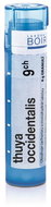 Thuya Occidentalis 9CH granules 4 g - Homeopathic Remedies